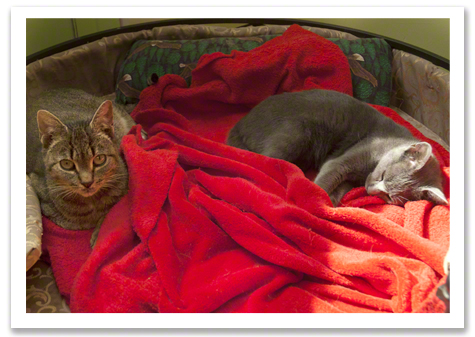 Senior Kitties Slumber R Olson.jpg